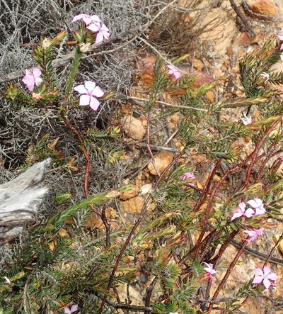 Acmadenia latifolia, photographed by Nicola van Berkel