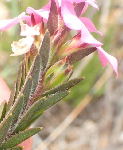 Acmadenia latifolia, photographed by Nicola van Berkel