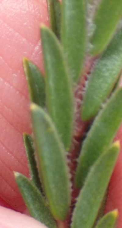 Acmadenia latifolia, photographed by Nicola van Berkel