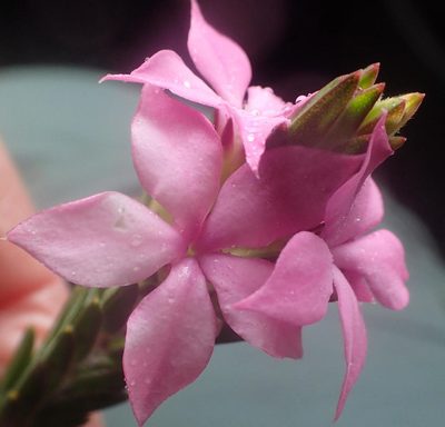 Acmadenia latifolia, photographed by Nicola van Berkel