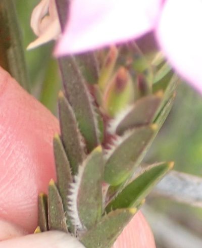 Acmadenia latifolia, photographed by Nicola van Berkel
