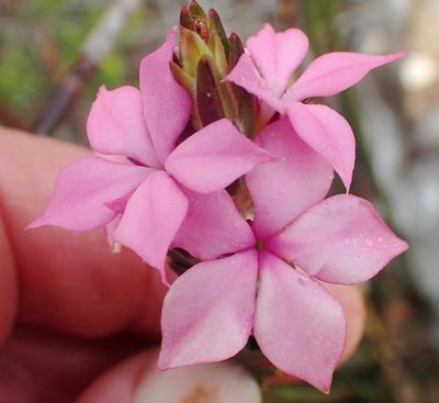 Acmadenia latifolia, photographed by Nicola van Berkel