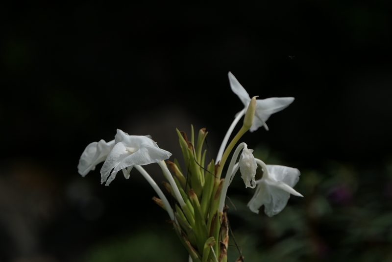 Curcuma scaposa, photographed by Dinesh Valke