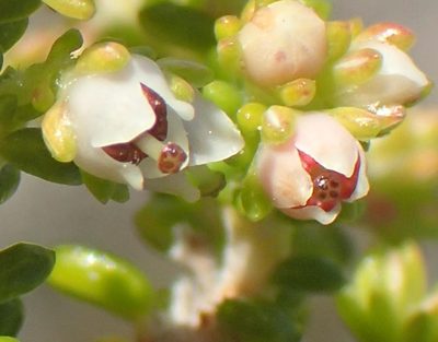 Erica arenaria, photographed by Nicola van Berkel