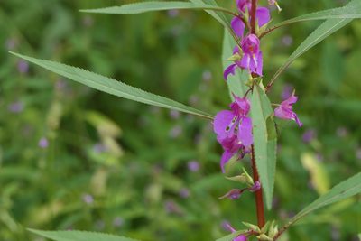 Impatiens rosea, photographed by Dinesh Valke
