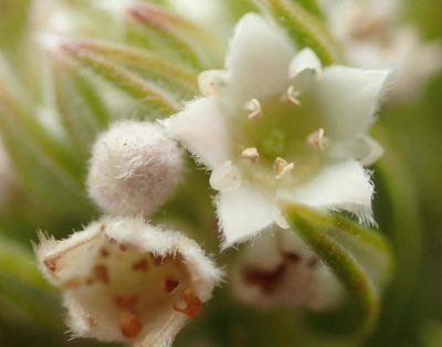 Phylica axillaris, photographed by Nicola van Berkel