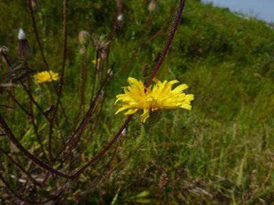 Crepis foetida, photographed by Gabriel Mayrhofer