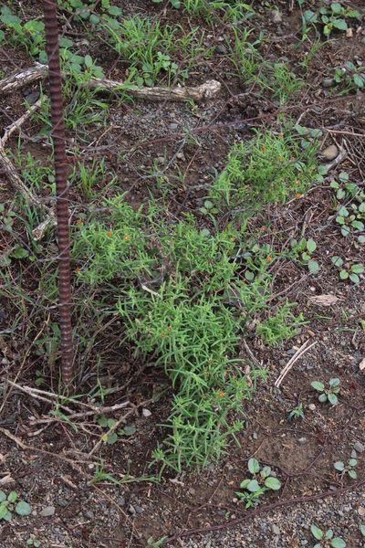 Delosperma testaceum, photographed by Tony Rebelo