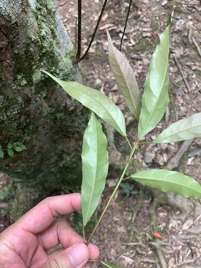 Elaeocarpus japonicus, photographed by 呂一起(Lyu yi-chi)