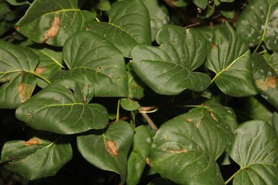 Alnus cordata, photographed by Stephen James McWilliam