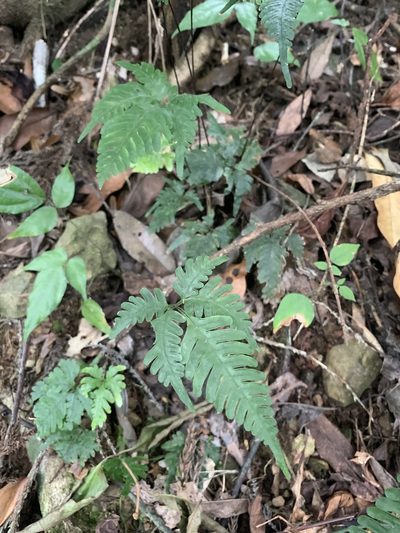 Pteris grevilleana, photographed by 呂一起(Lyu yi-chi)
