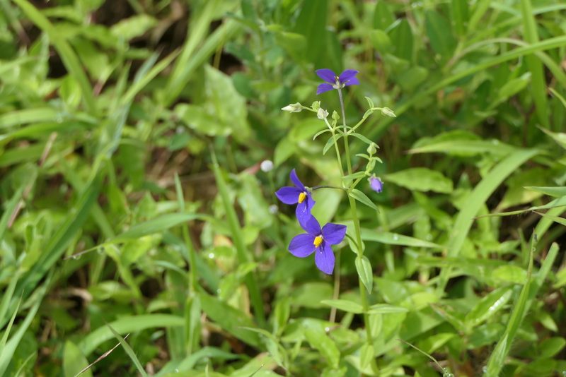 Exacum pumilum, photographed by Dinesh Valke