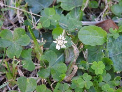 Chaptalia nutans, photographed by Eduardo Luis Beltrocco