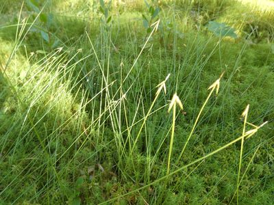 Carex pauciflora, photographed by Nadezhda Kiseleva