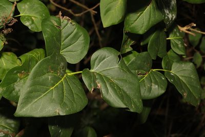 Alnus cordata, photographed by Stephen James McWilliam