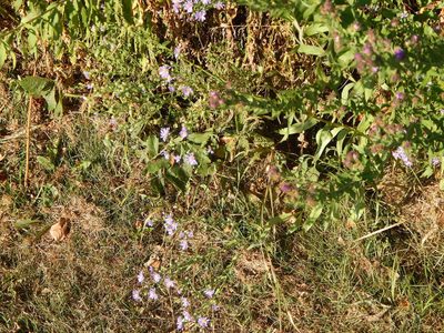 Symphyotrichum laeve, photographed by Tom Lazar