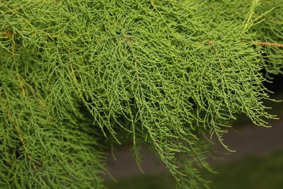Tamarix gallica, photographed by Stephen James McWilliam