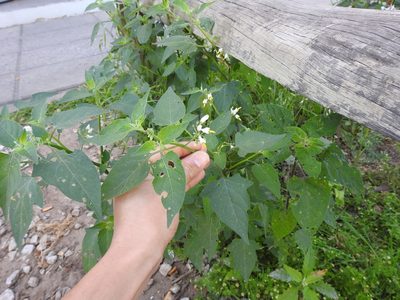 Solanum pilcomayense, photographed by Eduardo Luis Beltrocco
