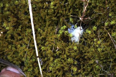 Triquetrella tristicha, photographed by Tony Rebelo