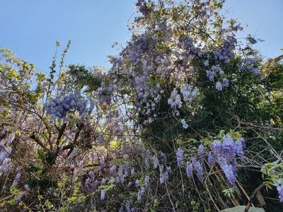 Wisteria sinensis, photographed by Germán Hohmann