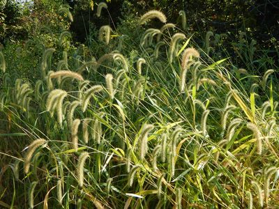 Setaria faberi, photographed by Tom Lazar