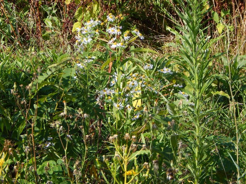 Boltonia decurrens, photographed by Tom Lazar