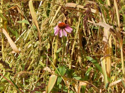 Echinacea purpurea, photographed by Tom Lazar