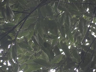 Castanopsis carlesii, photographed by 呂一起(Lyu yi-chi)