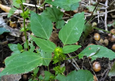 Acalypha rhomboidea, photographed by aarongunnar