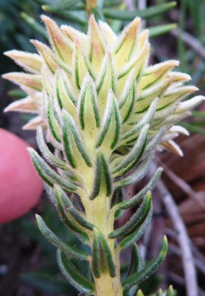 Phylica lucida, photographed by linkie