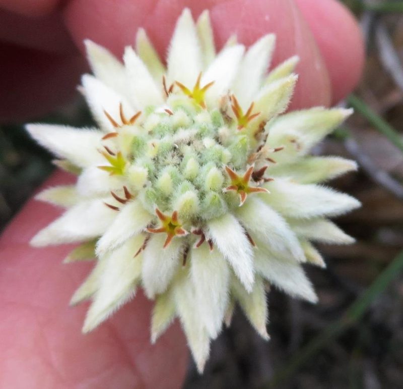 Phylica lucida, photographed by linkie