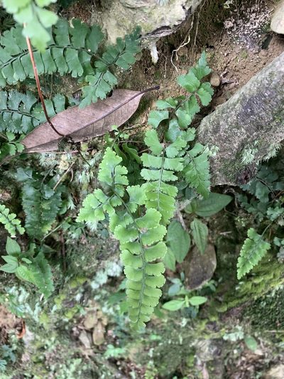 Lindsaea chienii, photographed by 呂一起(Lyu yi-chi)