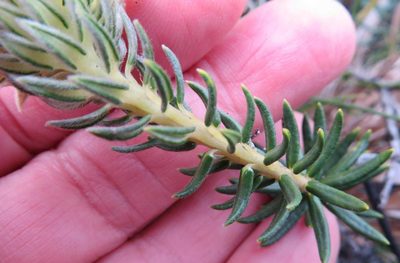 Phylica lucida, photographed by linkie