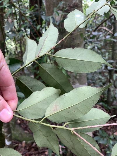 Ilex ficoidea, photographed by 呂一起(Lyu yi-chi)