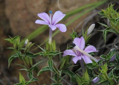 Barleria irritans, photographed by Tony Rebelo