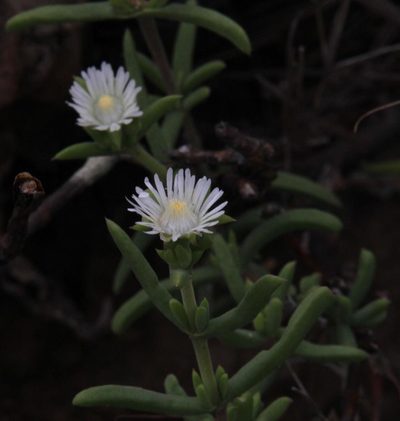 Delosperma frutescens, photographed by Tony Rebelo
