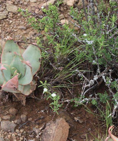Delosperma frutescens, photographed by Tony Rebelo