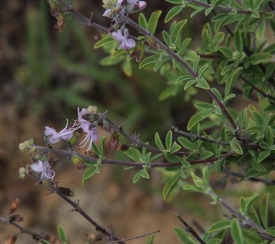 Ocimum burchellianum, photographed by Tony Rebelo