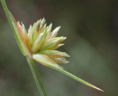 Ficinia albicans, photographed by Nicola van Berkel