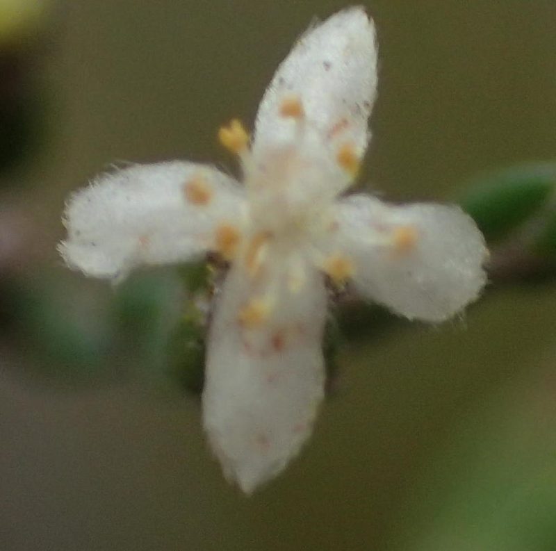 Lachnaea penicillata, photographed by Nicola van Berkel