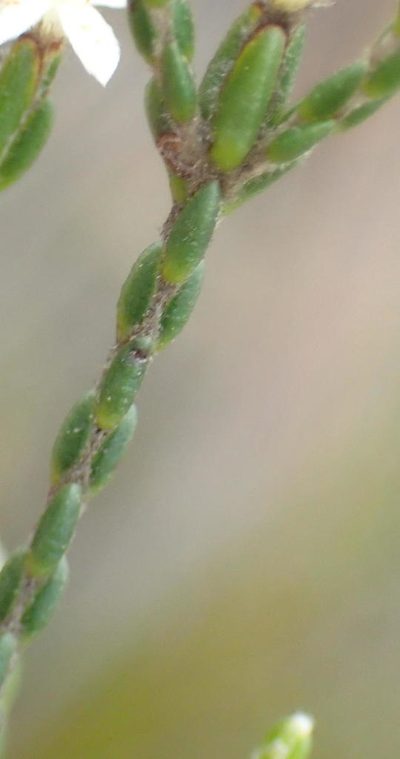 Lachnaea penicillata, photographed by Nicola van Berkel