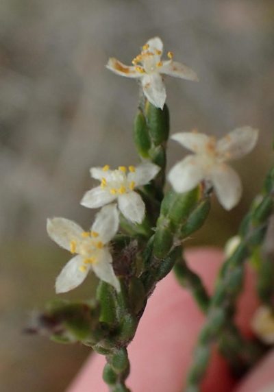 Lachnaea penicillata, photographed by Nicola van Berkel
