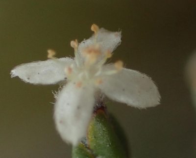 Lachnaea penicillata, photographed by Nicola van Berkel