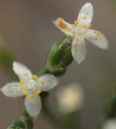 Lachnaea penicillata, photographed by Nicola van Berkel