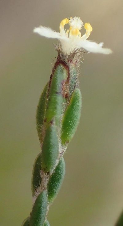 Lachnaea penicillata, photographed by Nicola van Berkel
