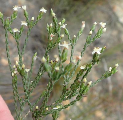 Lachnaea penicillata, photographed by Nicola van Berkel