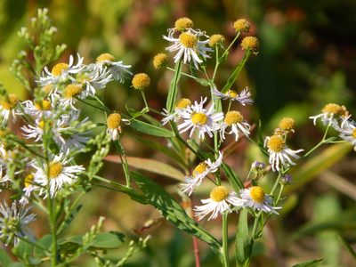 Boltonia decurrens, photographed by Tom Lazar