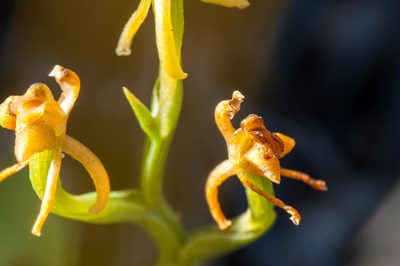Liparis capensis, photographed by magriet b
