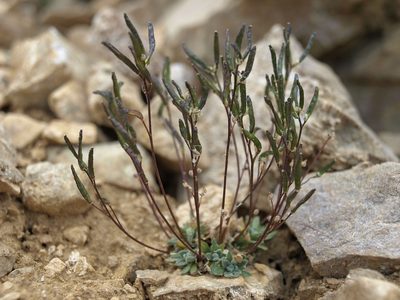 Draba lonchocarpa, photographed by Jim Morefield