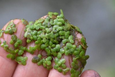 Lemna turionifera, photographed by Марина Садыкова